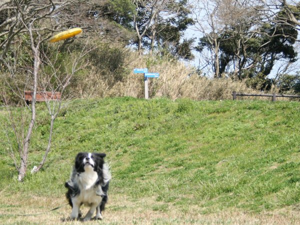 20090329フリスビー1.jpg