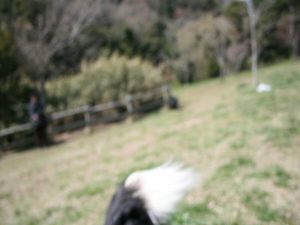 20090329フリスビー5.jpg